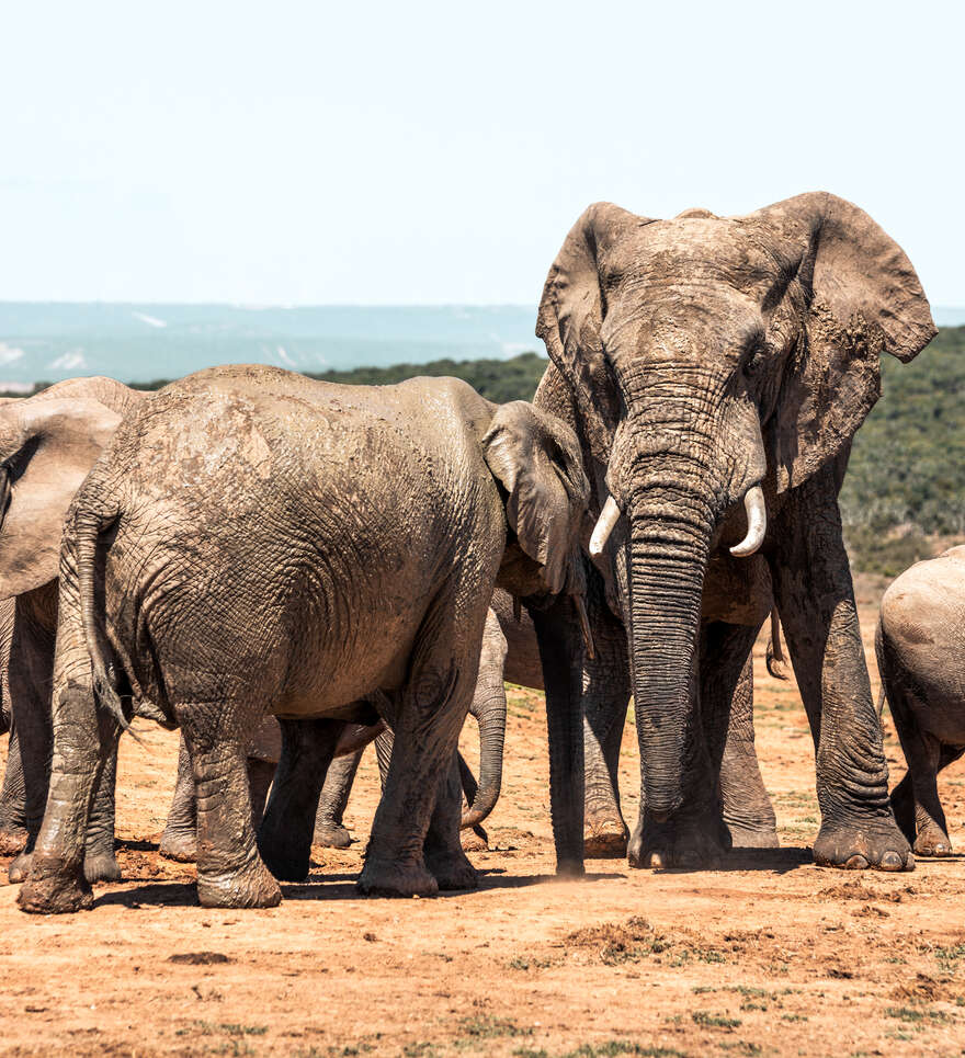 Réservez des activités à Port Elizabeth en Afrique du sud 