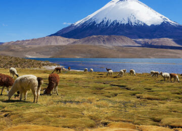 Autotour au Chili : découverte de l’Altiplano