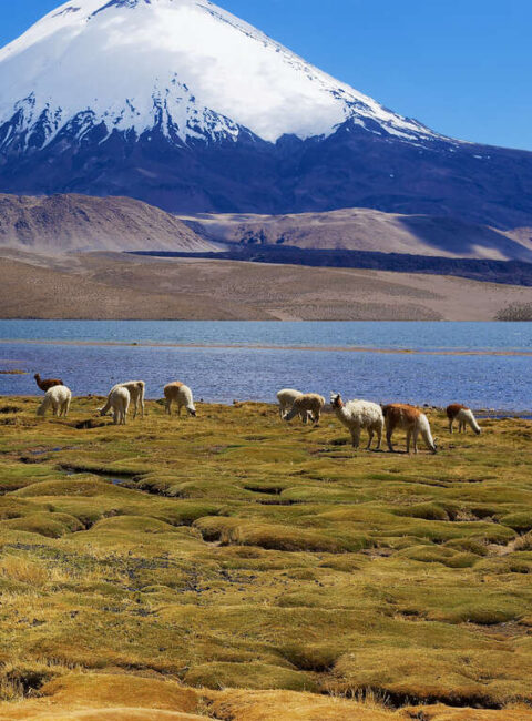 Autotour à la découverte de l'Altiplano chilien