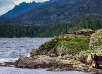 Nature sauvage de l’île de Vancouver