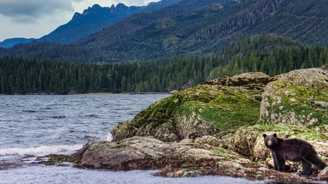 Nature sauvage de l’île de Vancouver