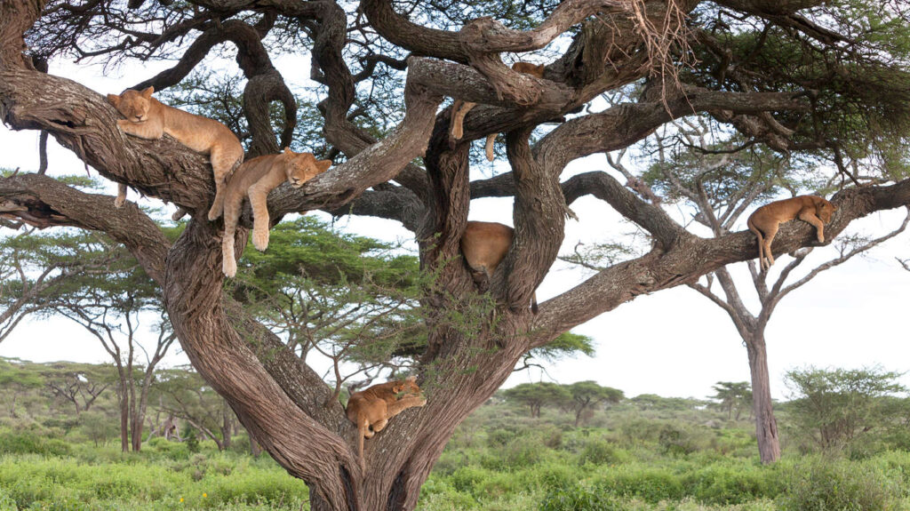 Safari exclusif en Tanzanie 