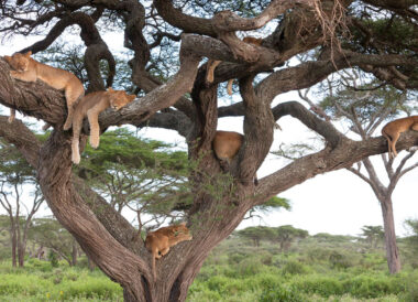 100% Safari exclusif en petit groupe