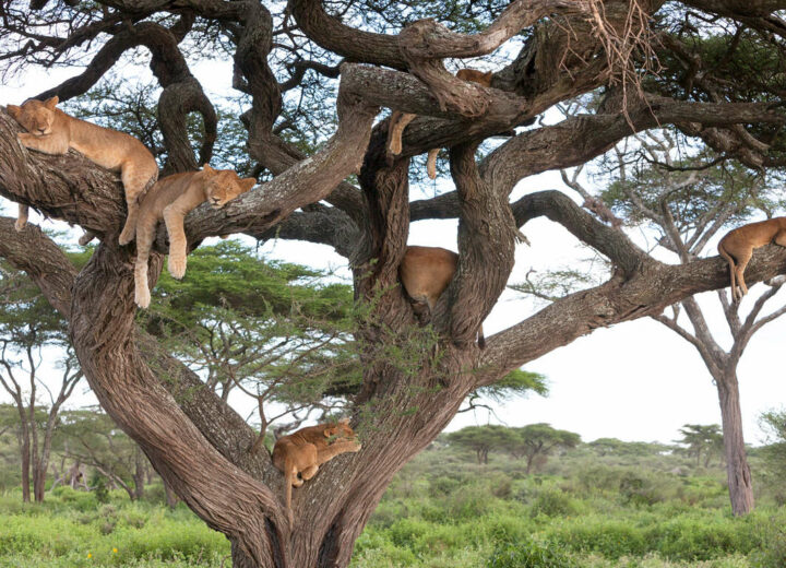 100% Safari exclusif en petit groupe
