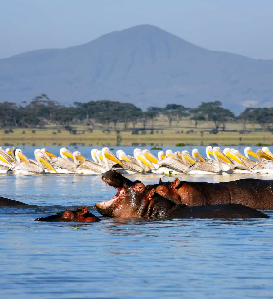 Vivre un safari à pied sur la presqu'île du lac Naivasha