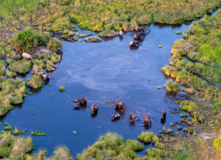 Safari camping en petit groupe au coeur de l’Okavango