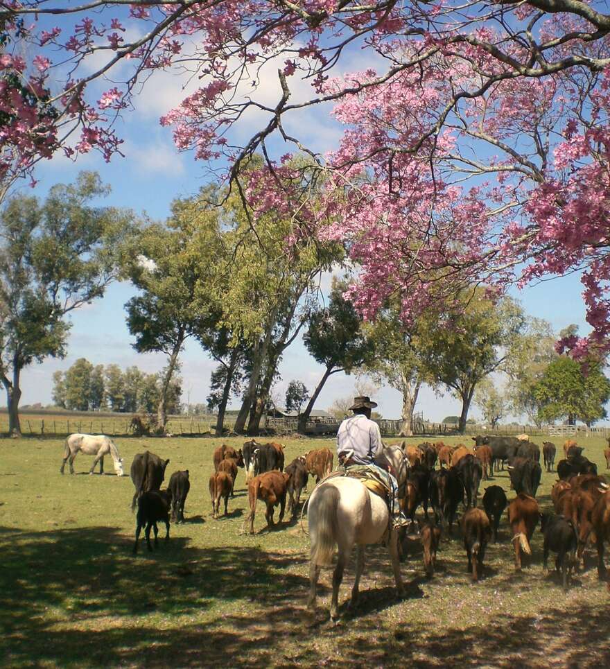 Partez à la découverte de Buenos Aires… et ses alentours !