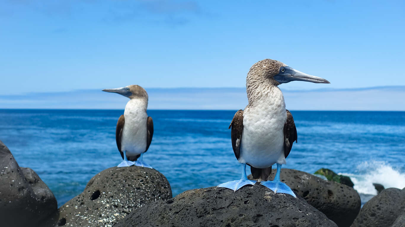 Equateur et Galapagos en petit groupe