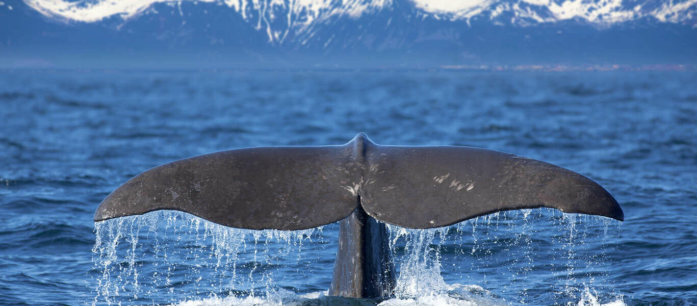 Lofoten, fjords et safari baleine : l’essentiel de la Norvège