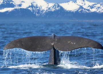 Lofoten, fjords et safari baleine : l’essentiel de la Norvège