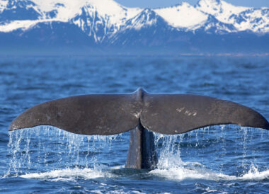 Lofoten, fjords et safari baleine : l’essentiel de la Norvège