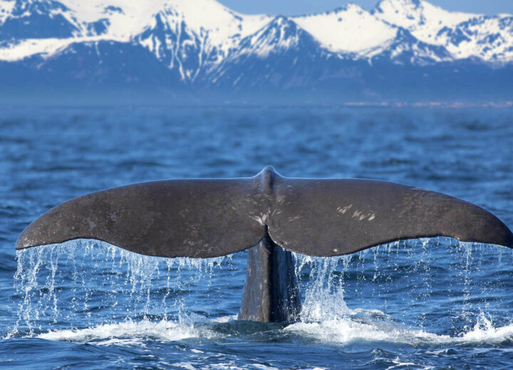 Lofoten, fjords et safari baleine : l’essentiel de la Norvège