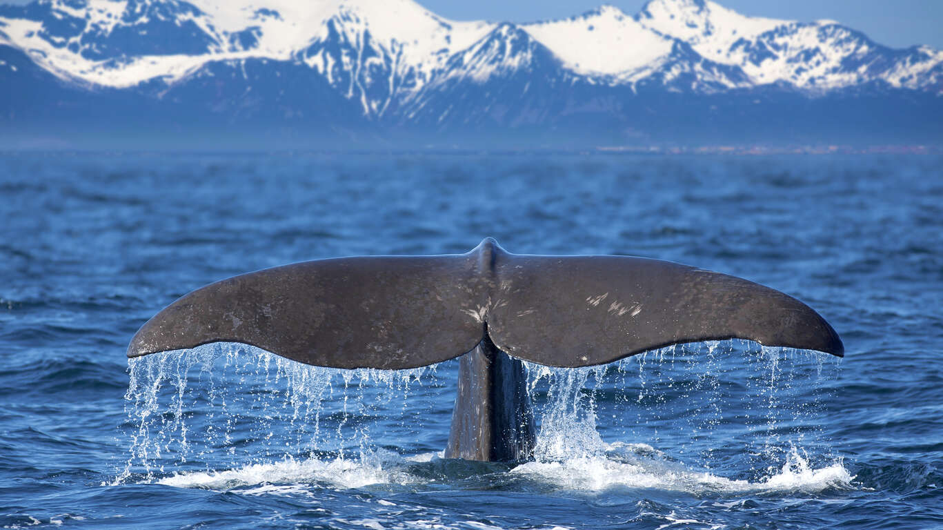 Lofoten, fjords et safari baleine : l’essentiel de la Norvège