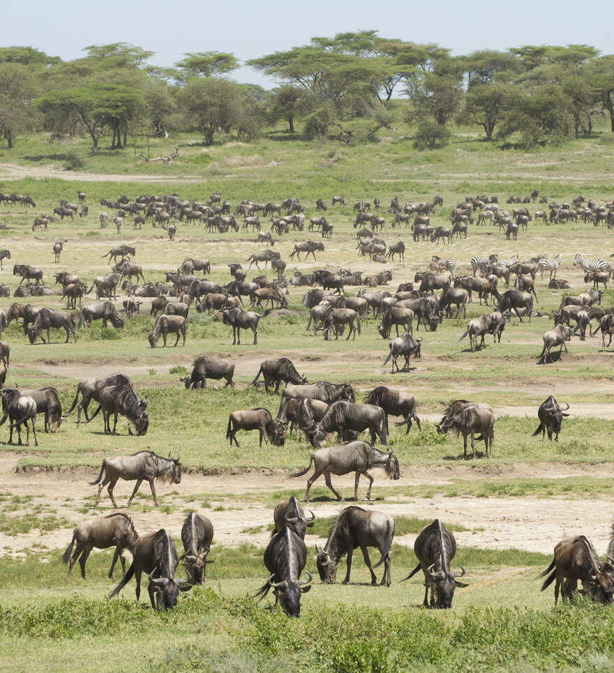 Optez pour un combiné entre la Tanzanie et Zanzibar pour un maximum de nature