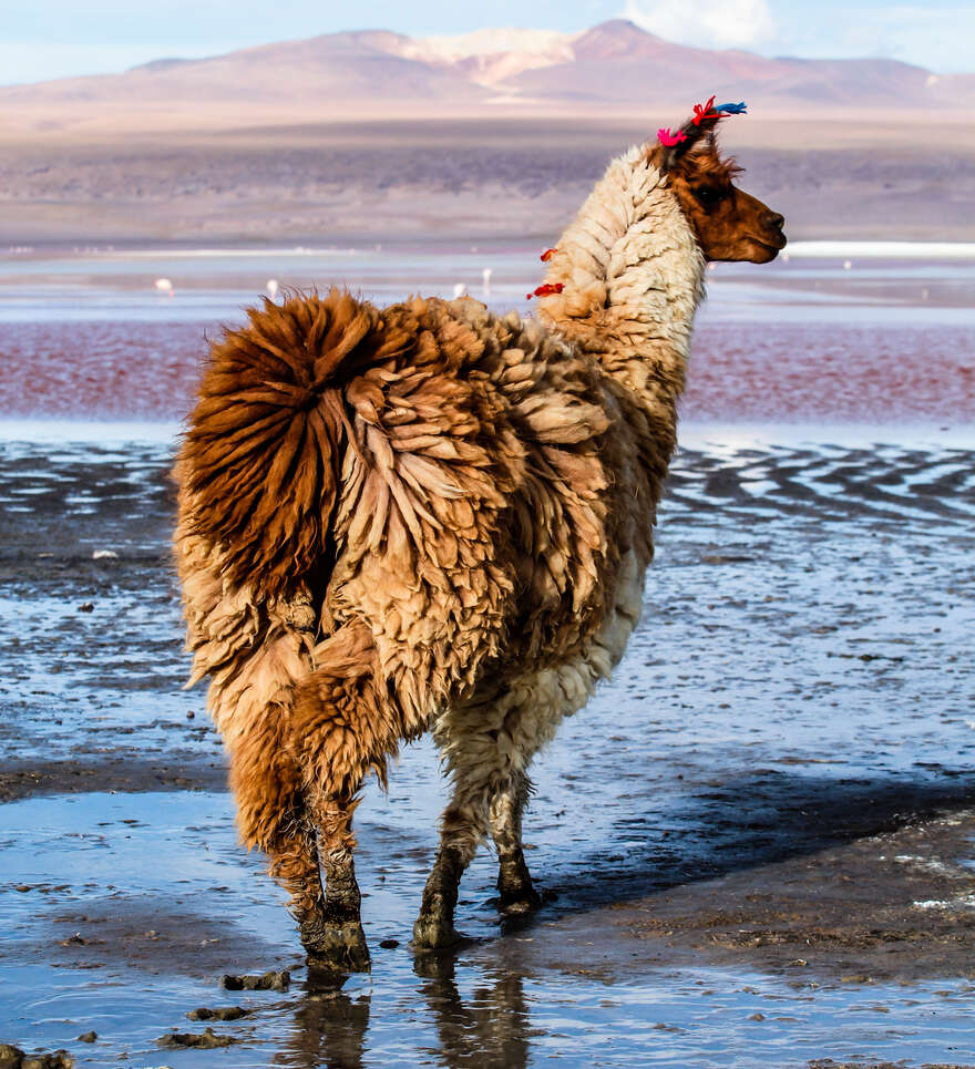 Une excursion dans le Sud-Lipez