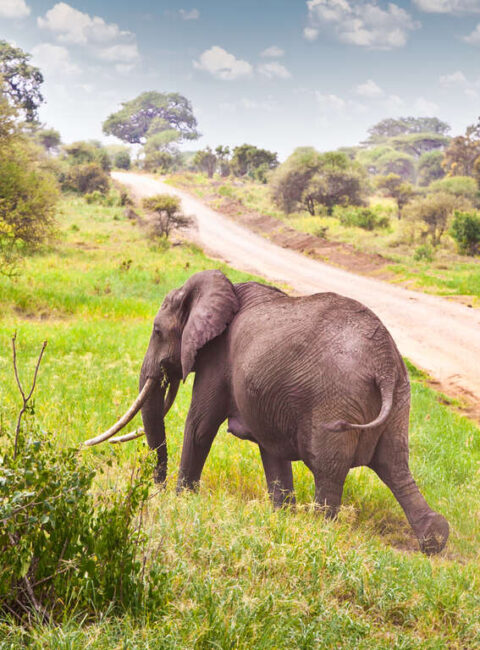 Pistes du Serengeti en 4x4 et balnéaire à Zanzibar