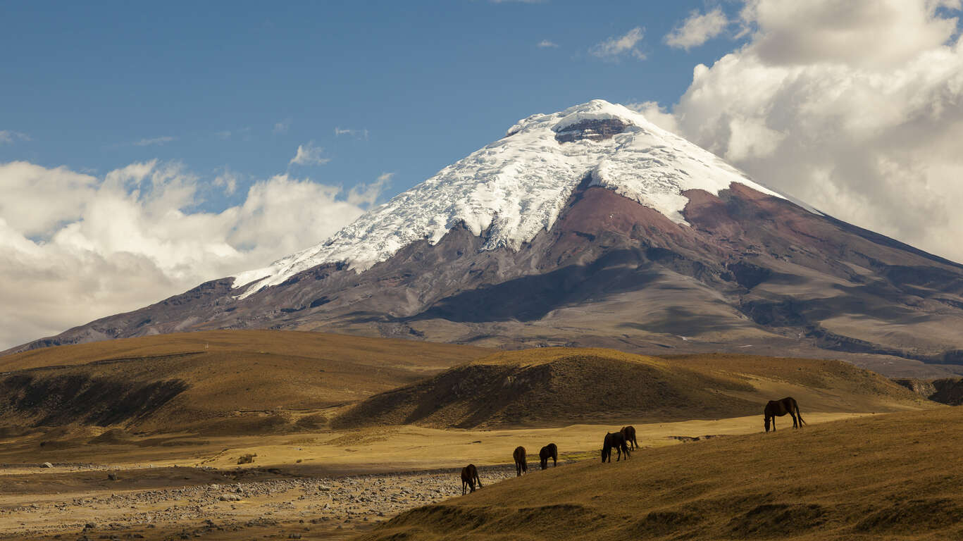 Des Andes aux Galapagos