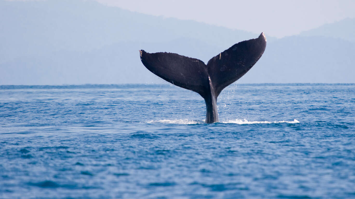 Voyage en autotour au Costa Rica : des Caraïbes au Pacifique