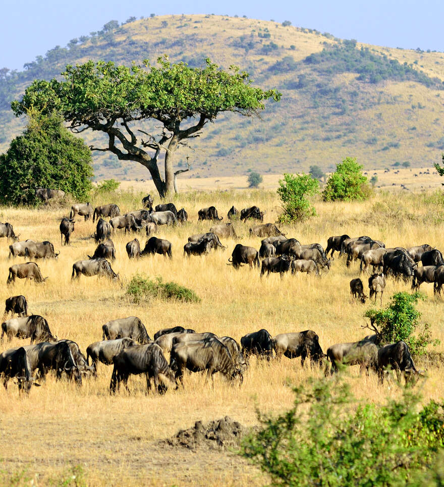 La Réserve nationale du Masai-Mara, joyau naturel du Kenya