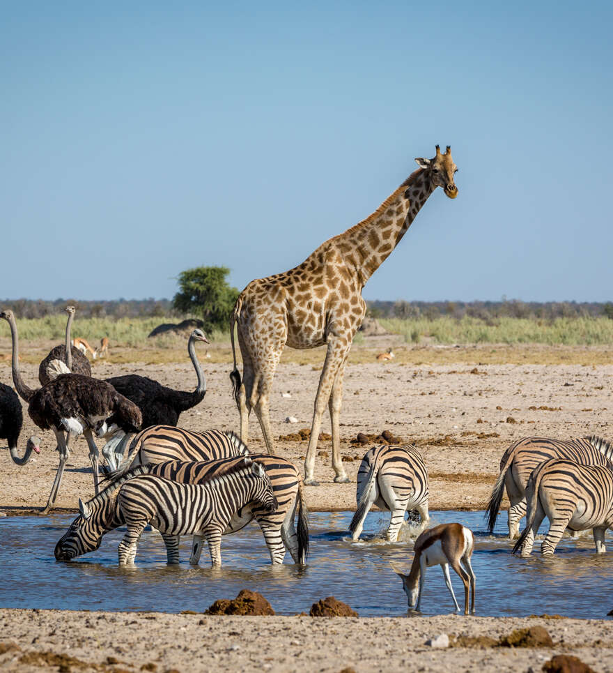 Votre safari à la découverte du magnifique parc national d’Etosha