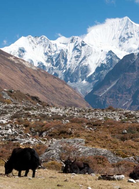 Katmandou et trek dans le Langtang sacré