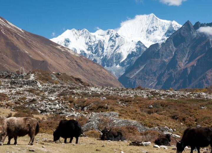 Katmandou et trek dans le Langtang sacré