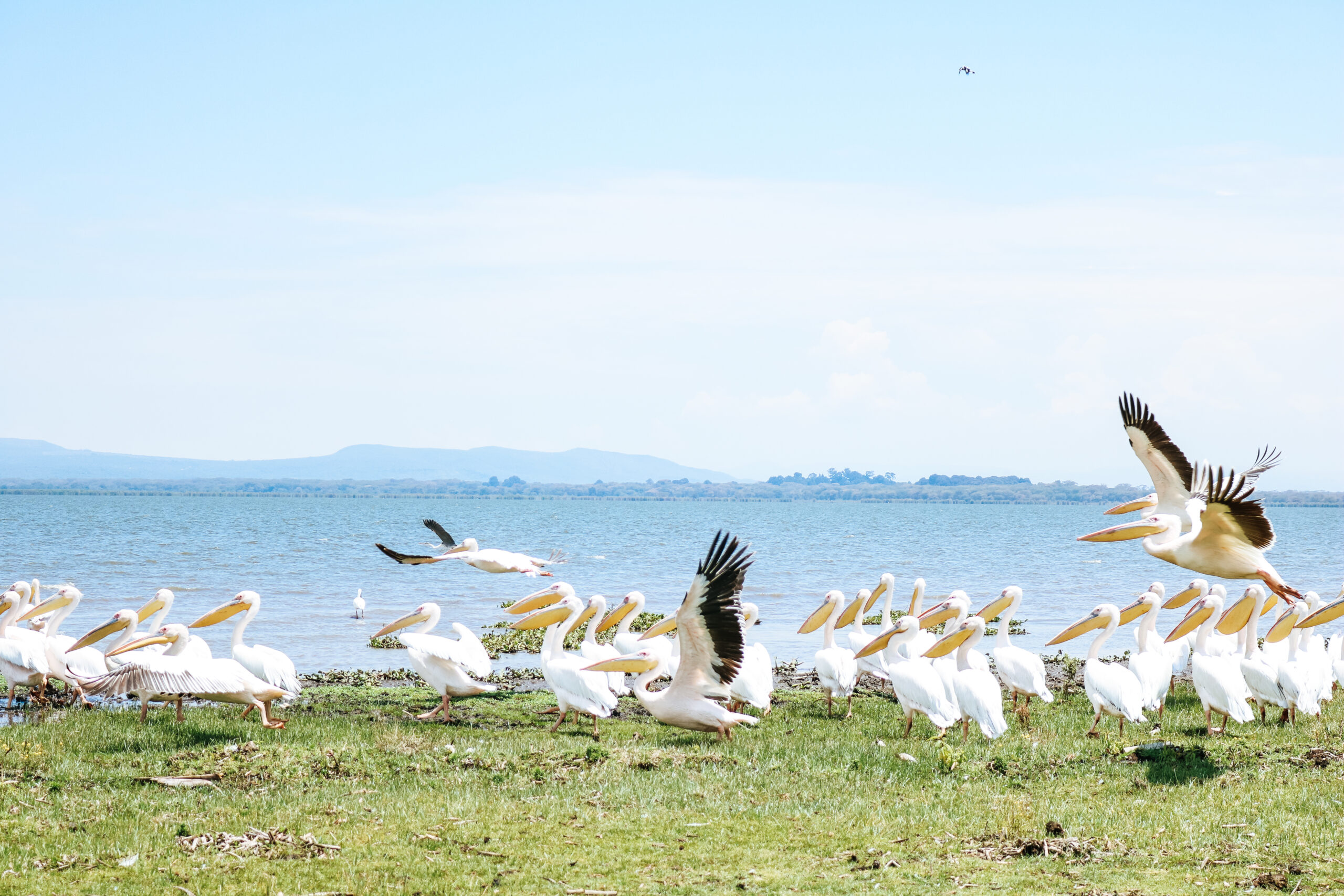 Quand partir au lac Naivasha ? 