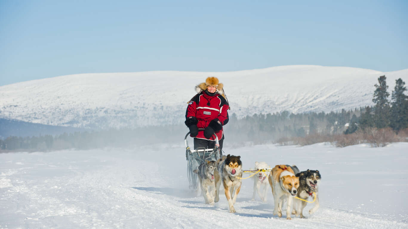 Traîneau à chiens boréal au Yukon