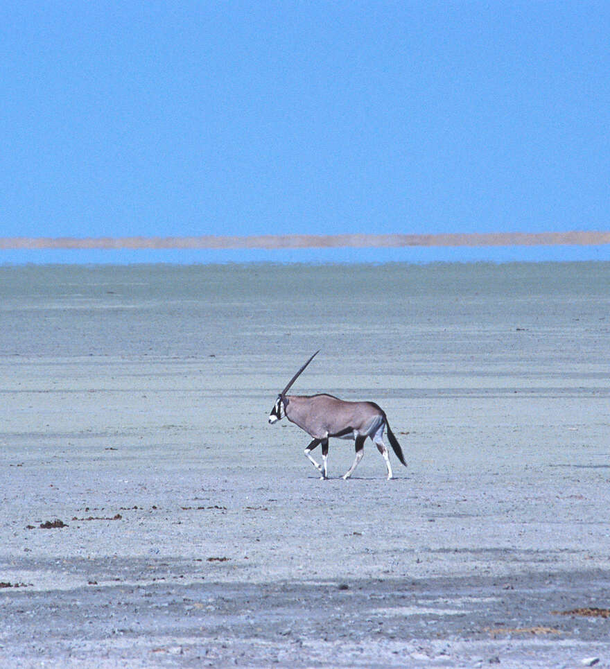 Découvrez la vie sauvage du Parc national d’Etosha 