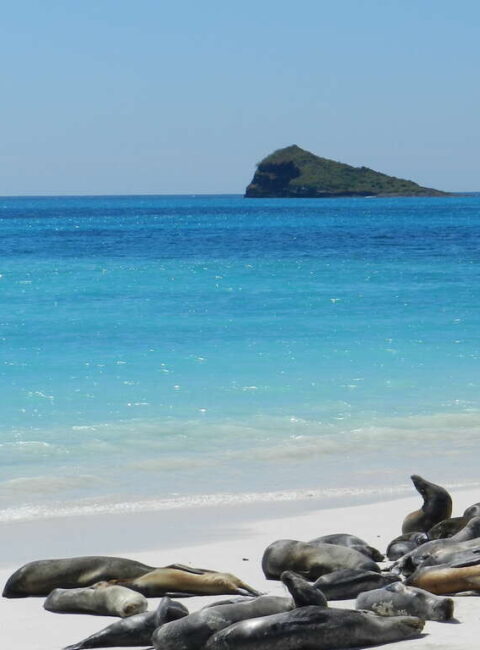 Les Galapagos d'île en île