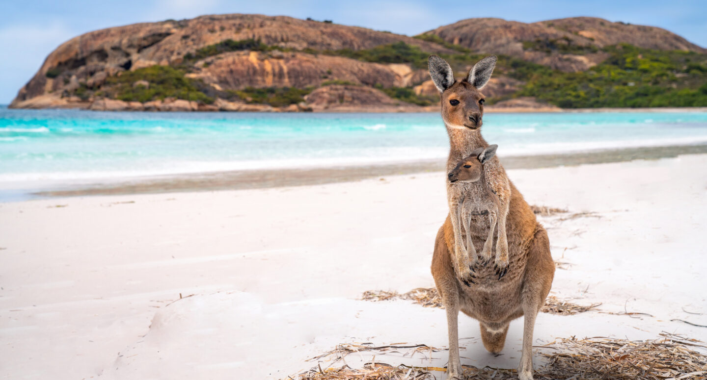 Voyage à Kangaroo Island