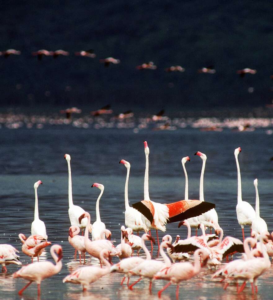 Le lac Nakuru, paradis des oiseaux 