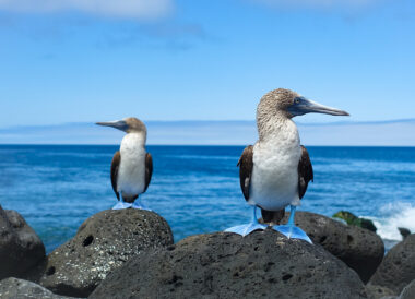 Croisière aux Galapagos et Mashpi Lodge