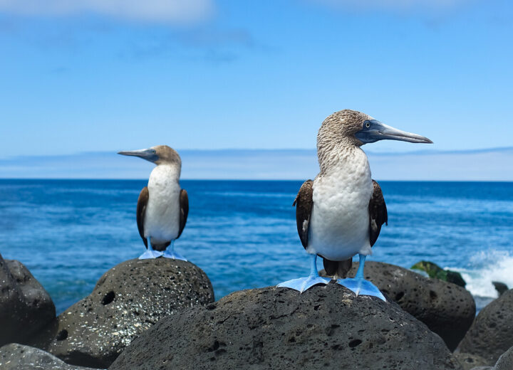 Croisière aux Galapagos et Mashpi Lodge