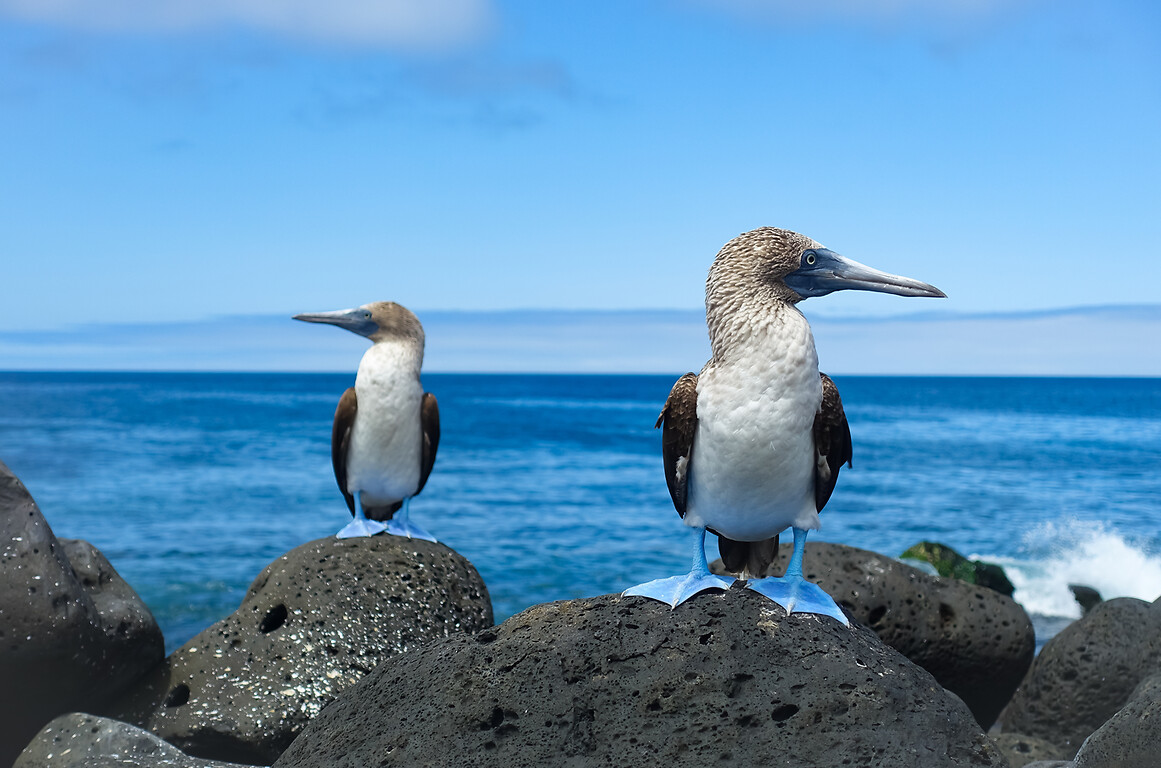 Croisière aux Galapagos et Mashpi Lodge