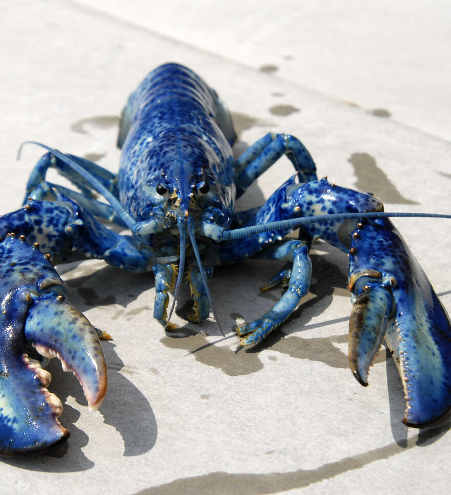 L'or bleu du Canada