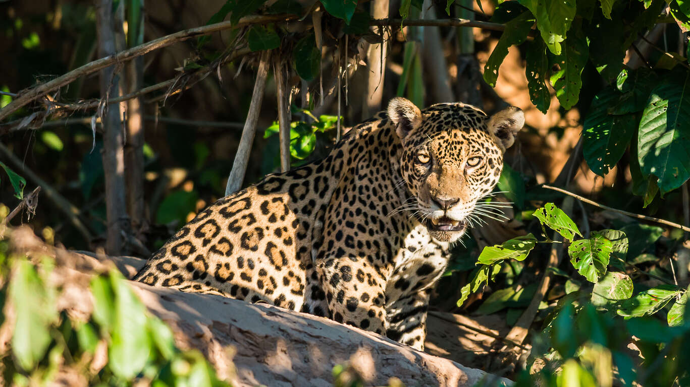 Voyage de luxe au Pérou : des Andes à l'Amazonie 