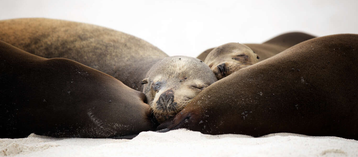 Voyage aux Galapagos avec vos enfants