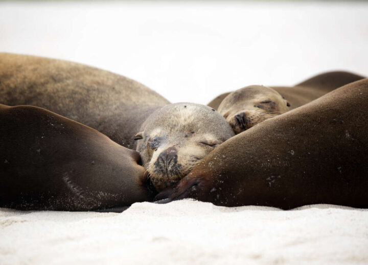 Voyage aux Galapagos avec vos enfants