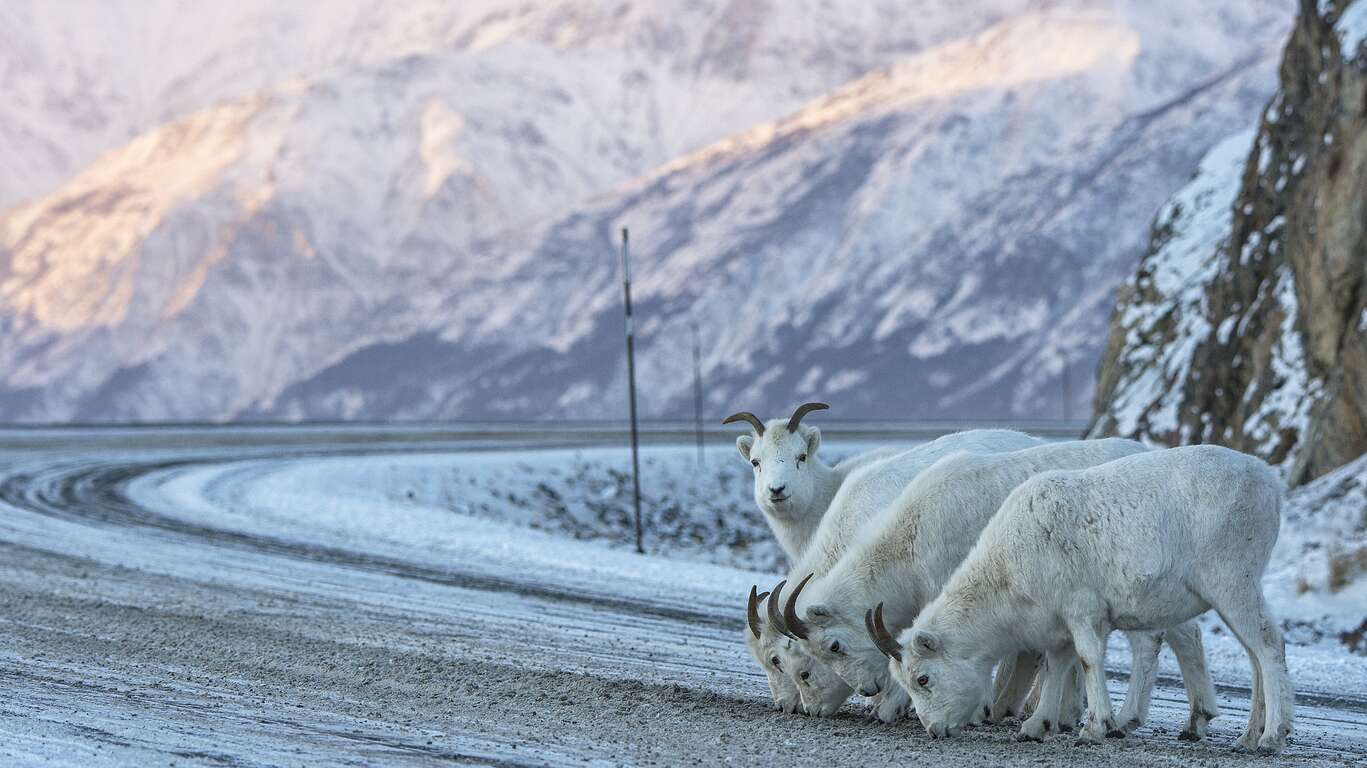 Le Grand Nord : un hiver au Yukon