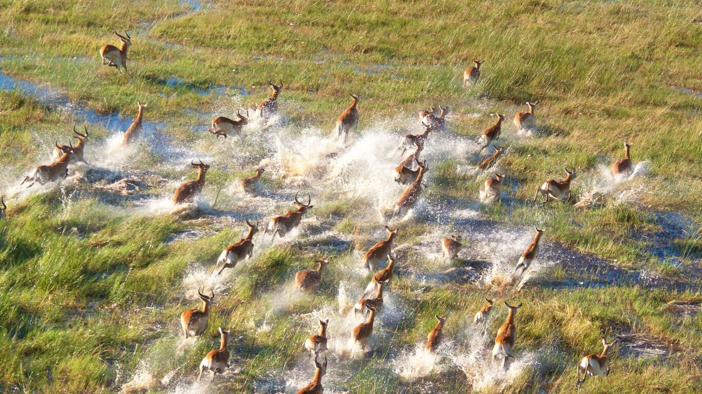Safari au Botswana et Chutes Victoria : Chobe et Delta de l’Okavango