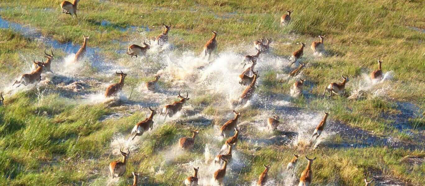 Safari au Botswana et Chutes Victoria