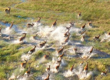 Safari au Botswana et Chutes Victoria