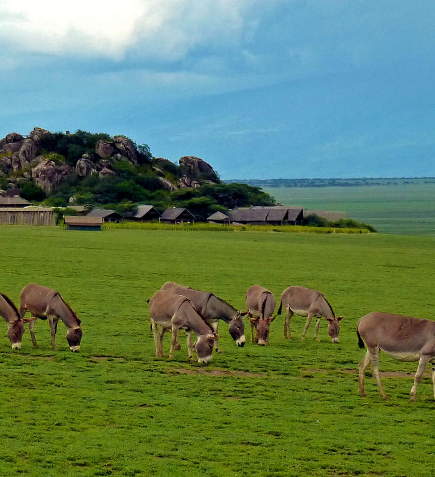 Un voyage de noces combinant safari dans les parcs et lune de miel à Zanzibar