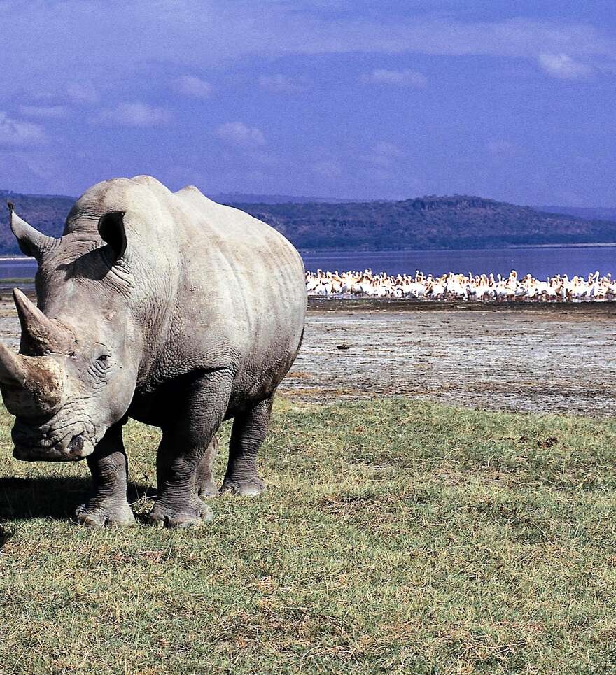 Le parc national du lac Nakuru, sanctuaire des rhinocéros
