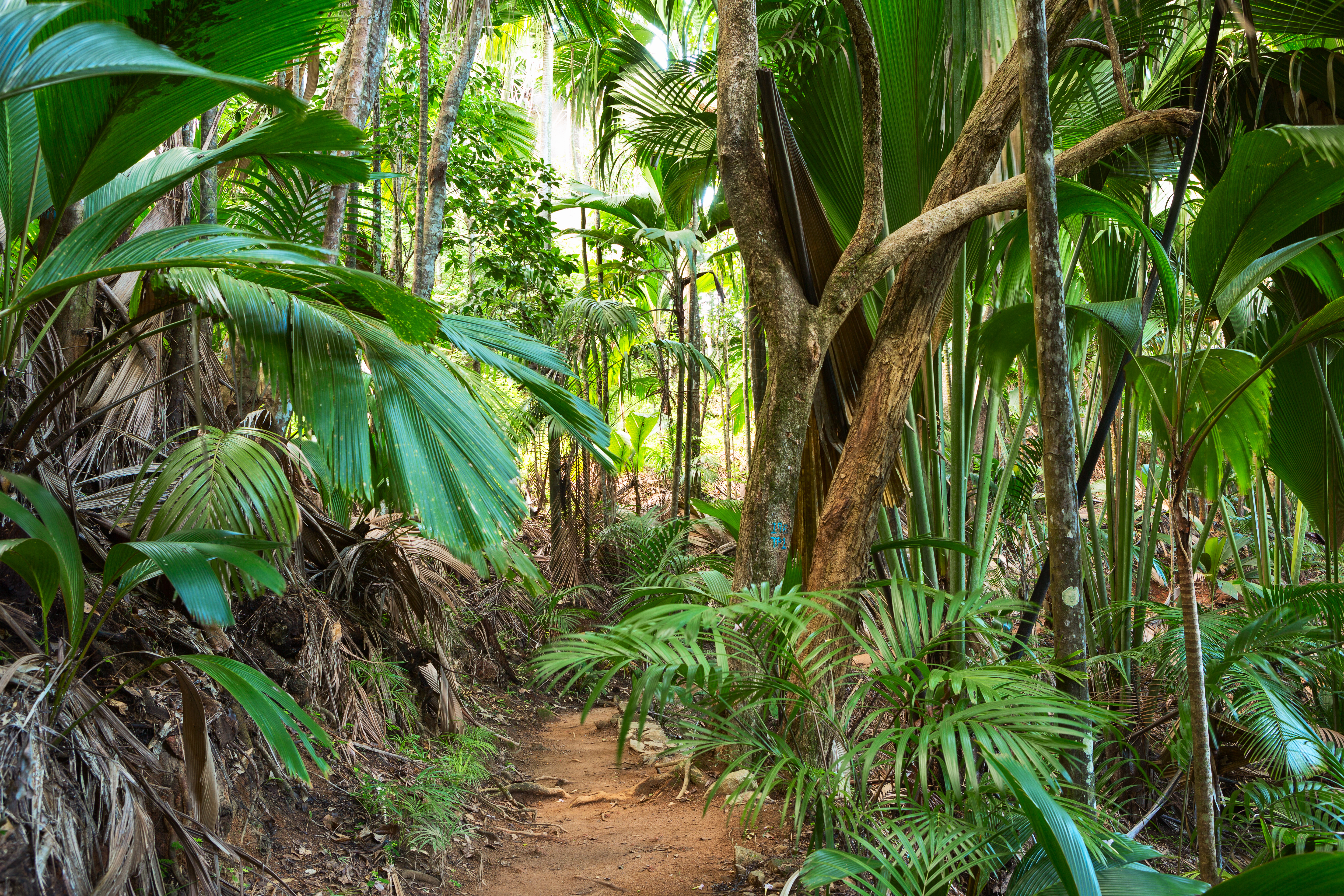 L'île de Praslin et sa merveilleuse Vallée de Mai