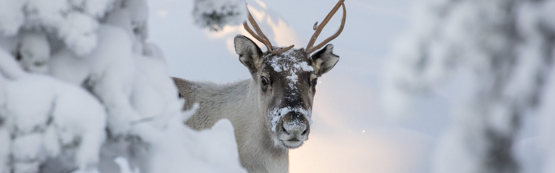 Séjour Inari Laponie 7 jours