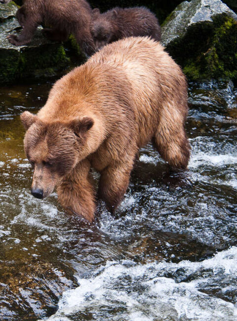 Alaska Sauvage : Au Royaume des Grizzlys et des Glaciers