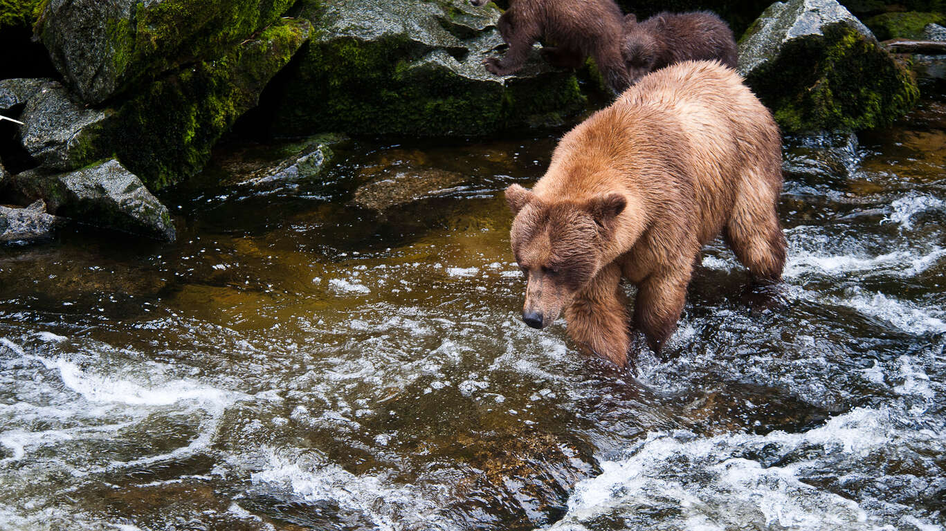 Voyage en Alaska à la rencontre des ours
