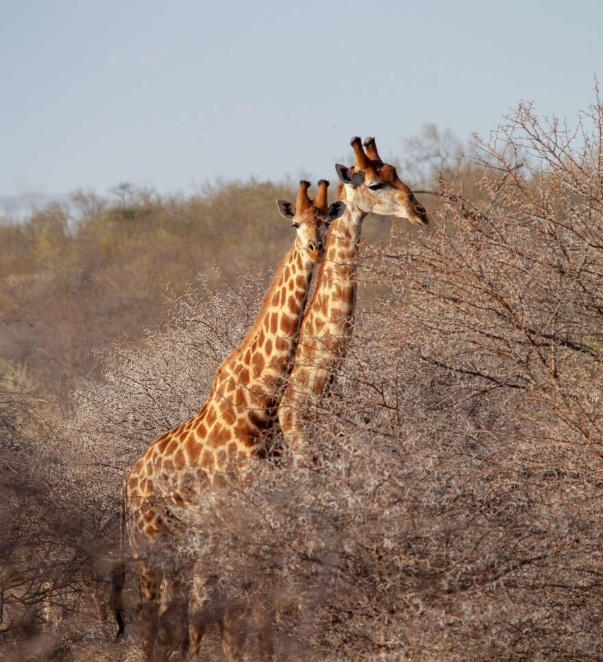 Un roadtrip en Afrique du Sud à la découverte des big five 